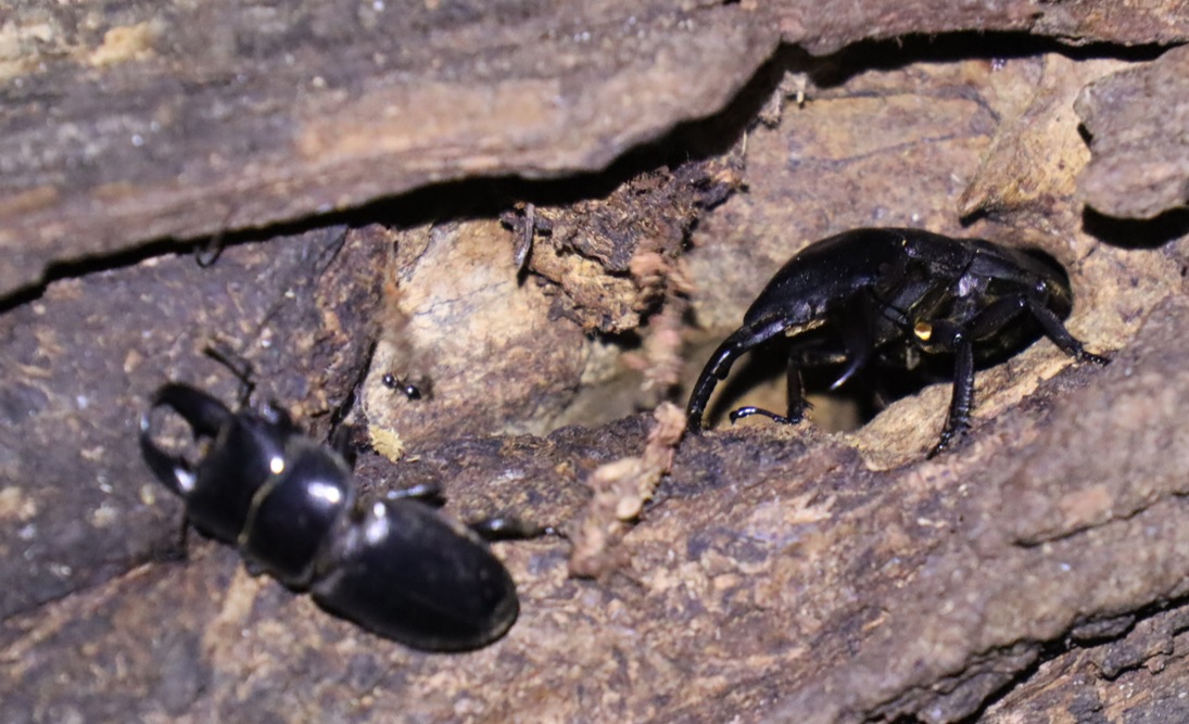 枝先のヤナギ⑥_ ヒラタクワガタ♂敗者36ｍｍが方向転換_ヤナギ林_2023年7月4日19時40分気温25.5度